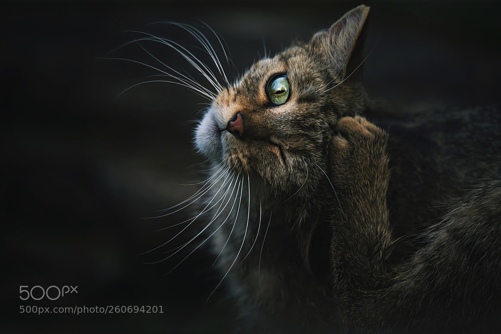 Nikon D750 sample photo. European wild cat photography