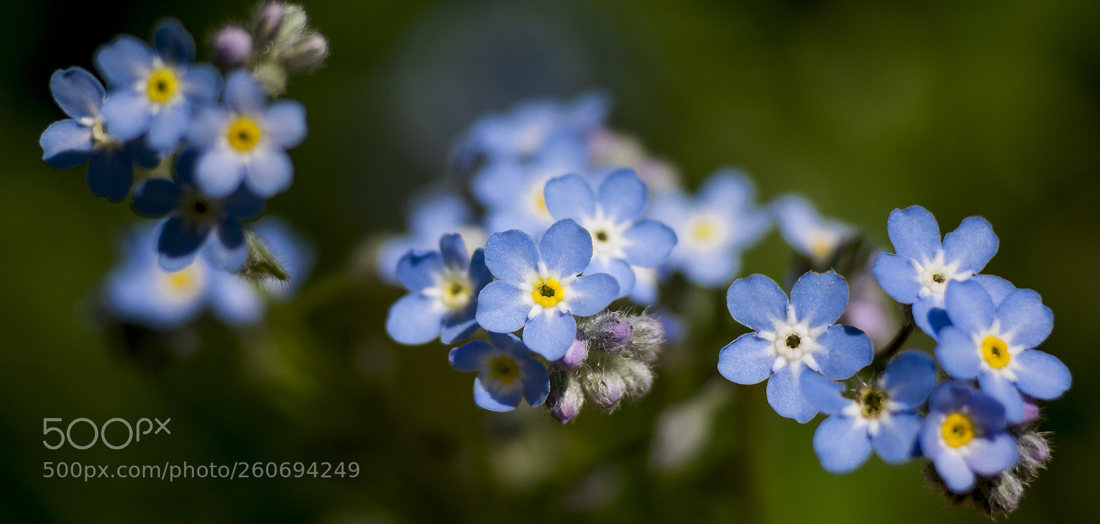 Nikon D5200 sample photo. Forget-me-nots photography