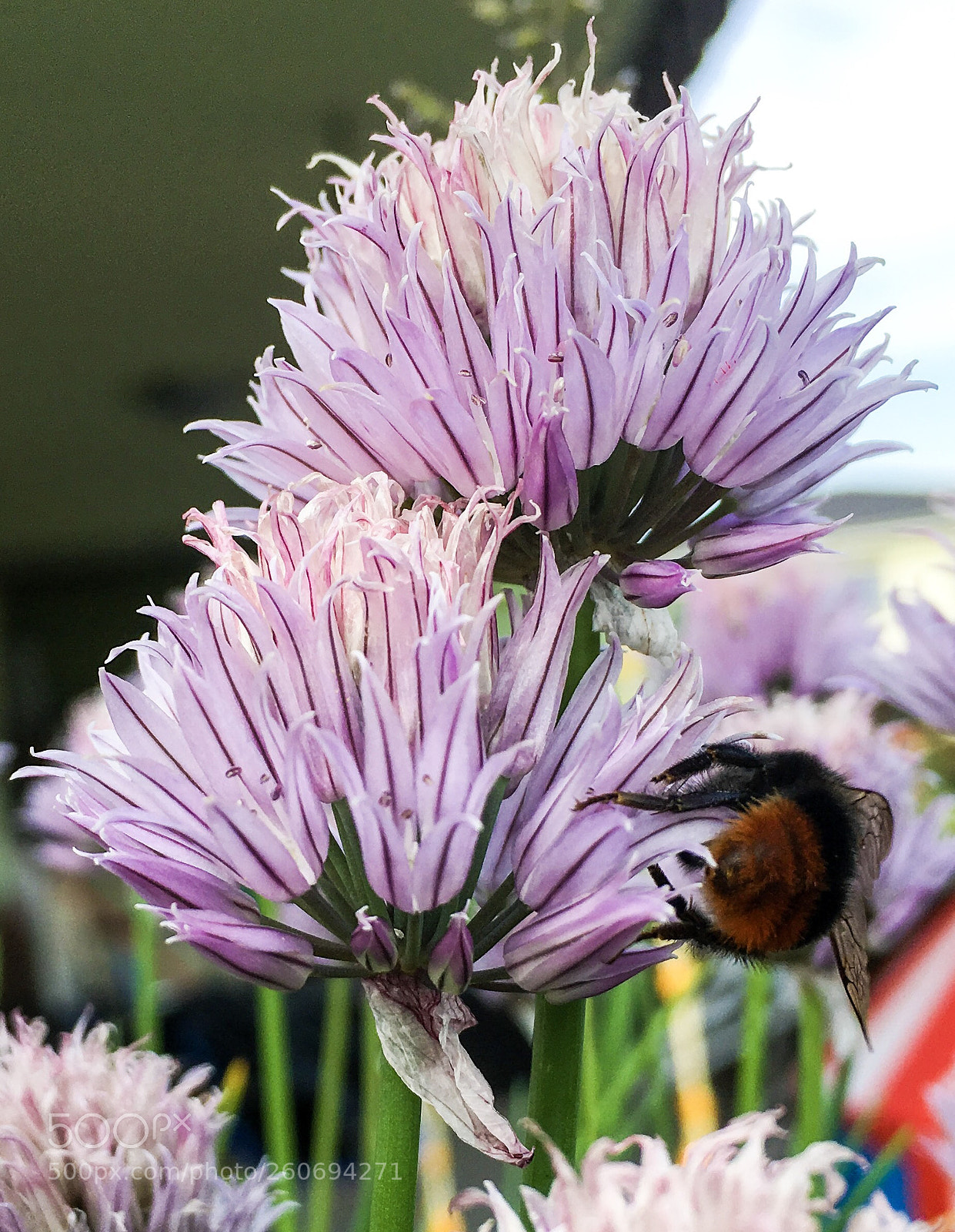 Apple iPhone 6s sample photo. Bumbelbee photography