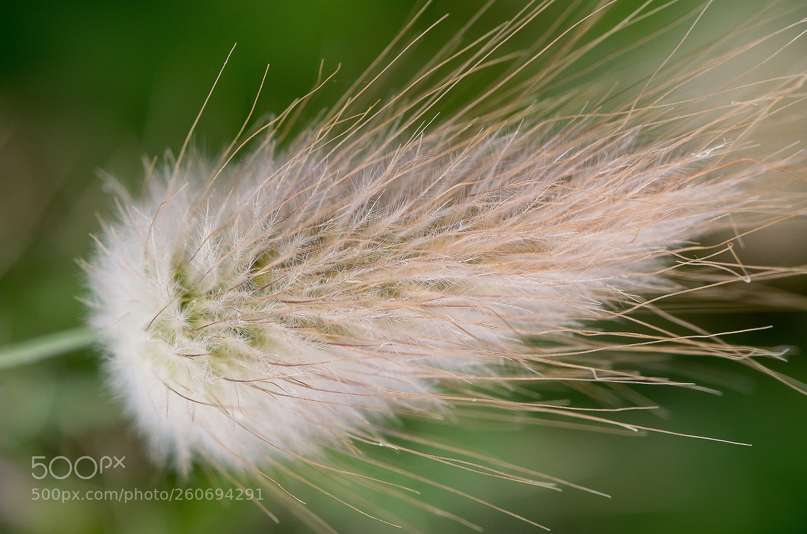 Pentax K-50 sample photo. Img photography
