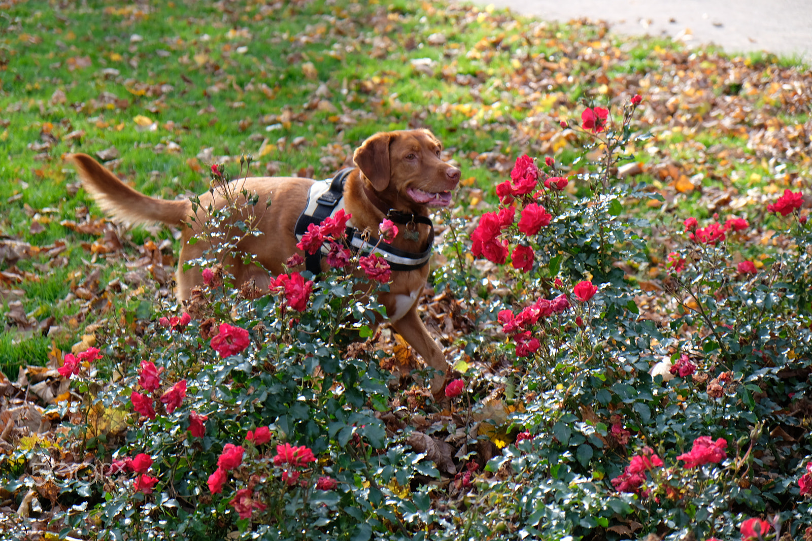 Fujifilm X-E3 sample photo. Goofy und roses photography