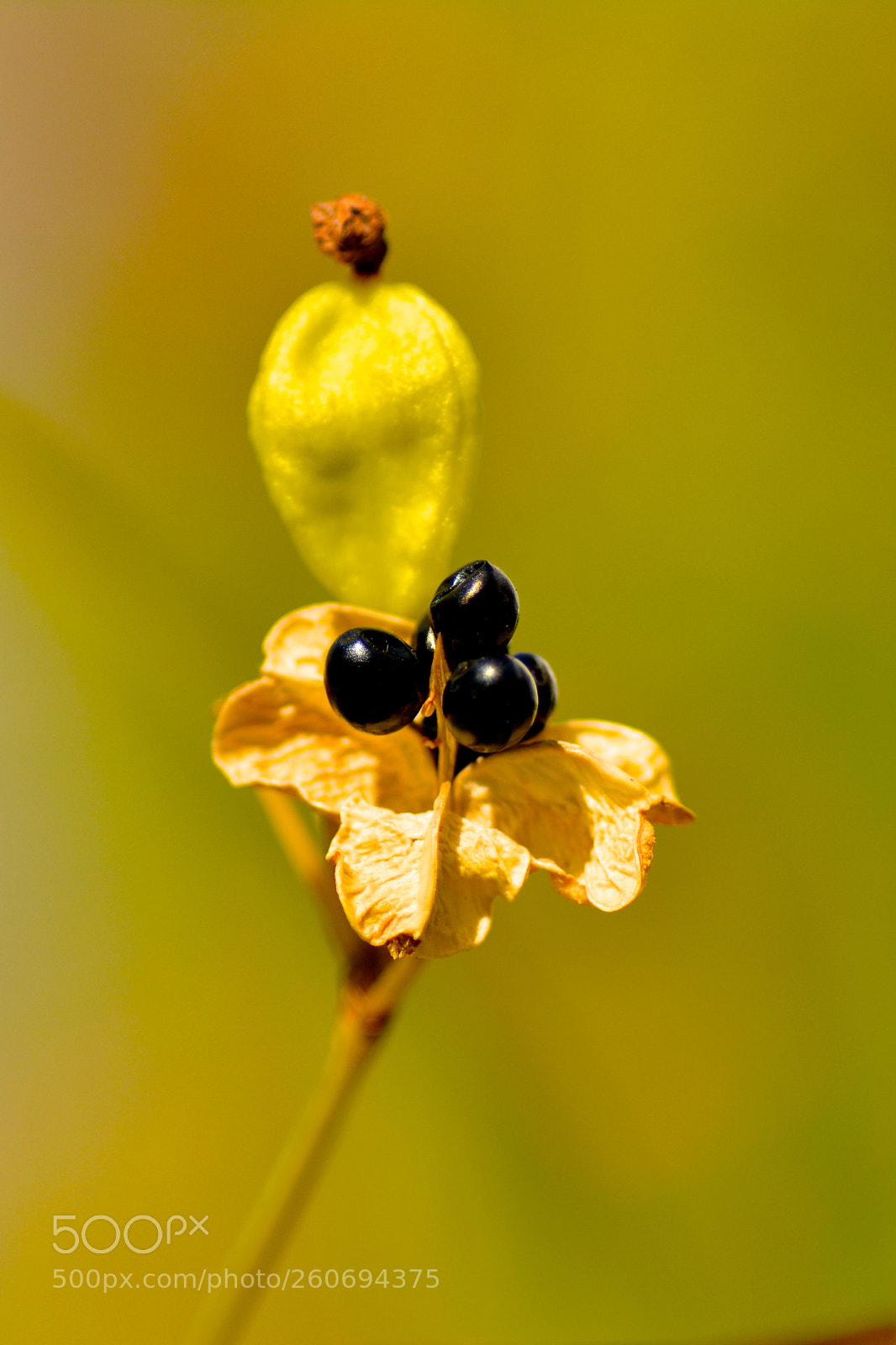Nikon D7100 sample photo. Eat me at your photography