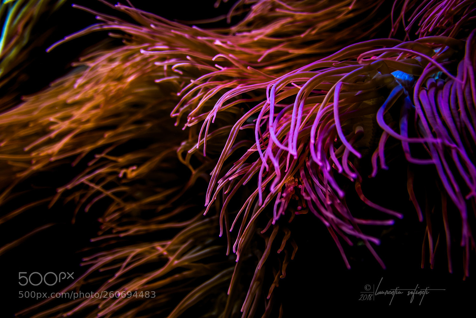 Nikon D750 sample photo. Sea life photography