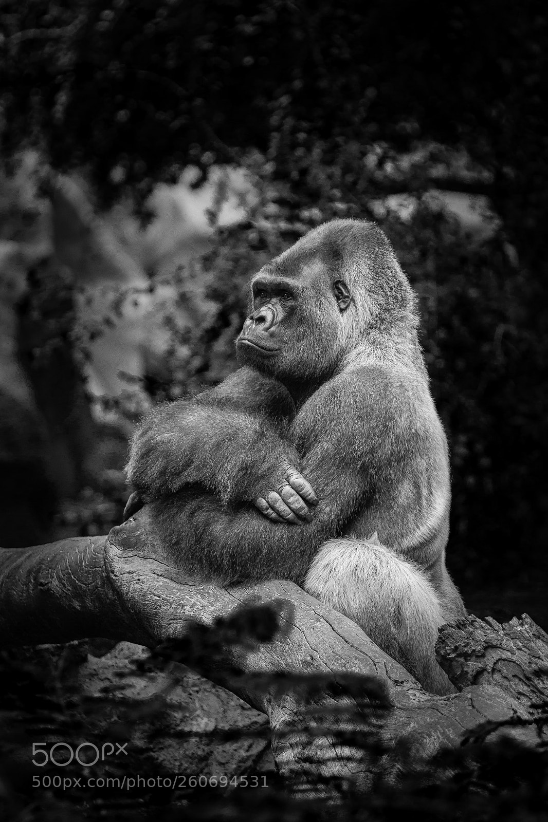 Canon EOS 60D sample photo. Big serious monkey photography