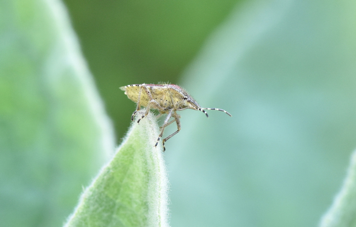 Nikon D5600 sample photo. Punaise photography