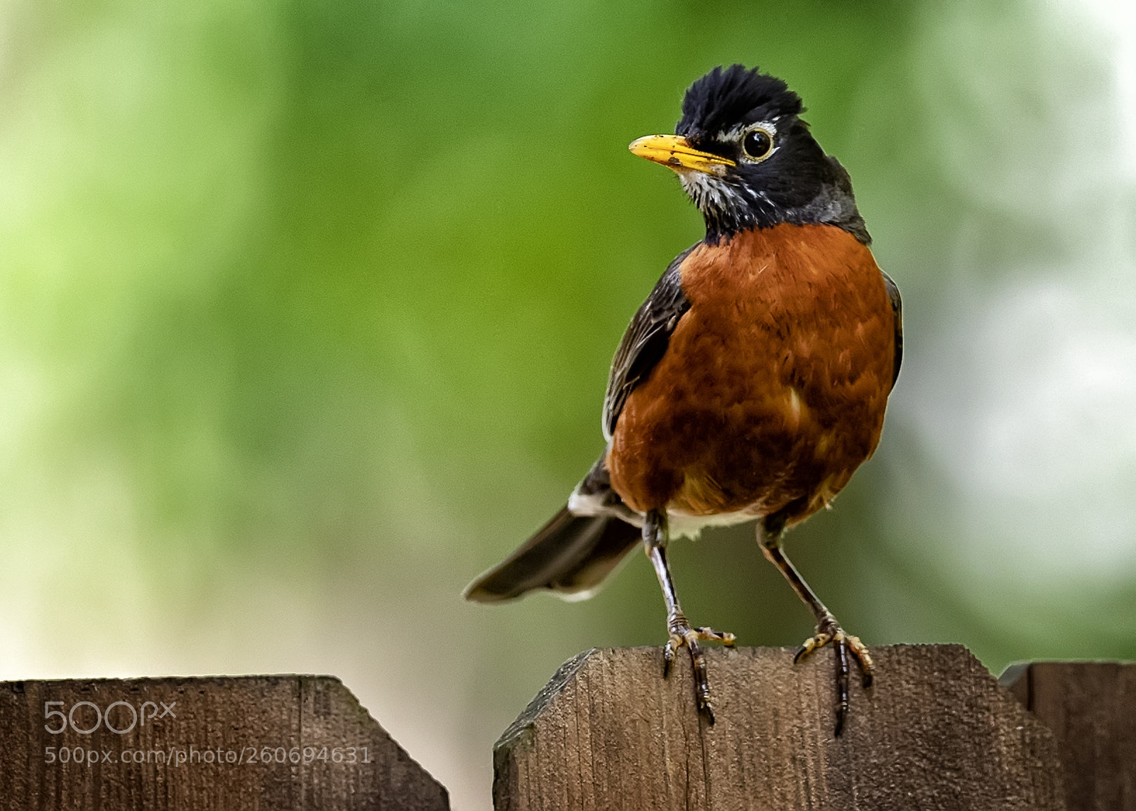Canon EOS-1D X Mark II sample photo. Young robin photography