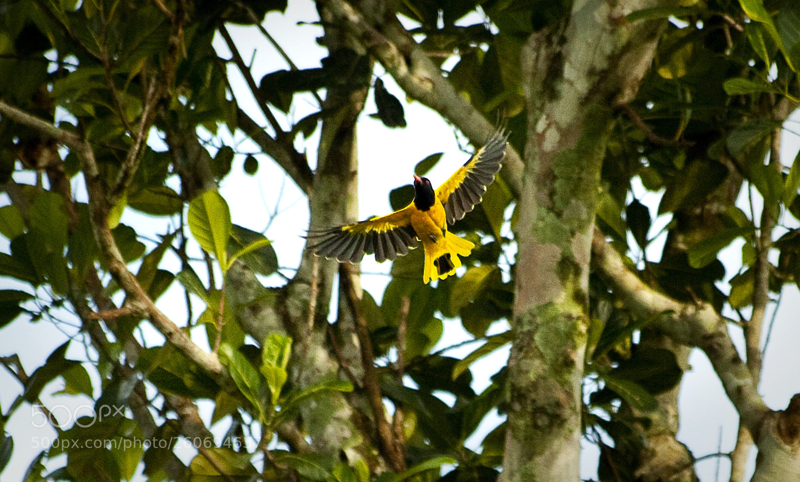 Canon EOS 5D Mark II sample photo. A yellow bird photography