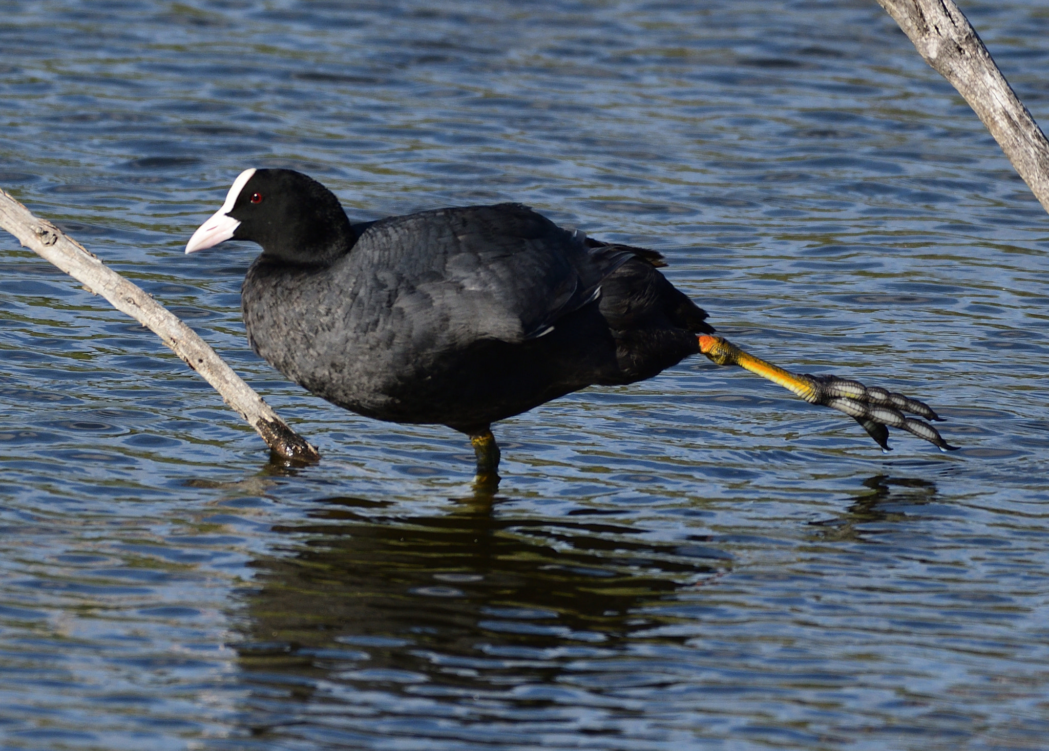 Nikon AF-S Nikkor 200-500mm F5.6E ED VR sample photo. Focha común photography