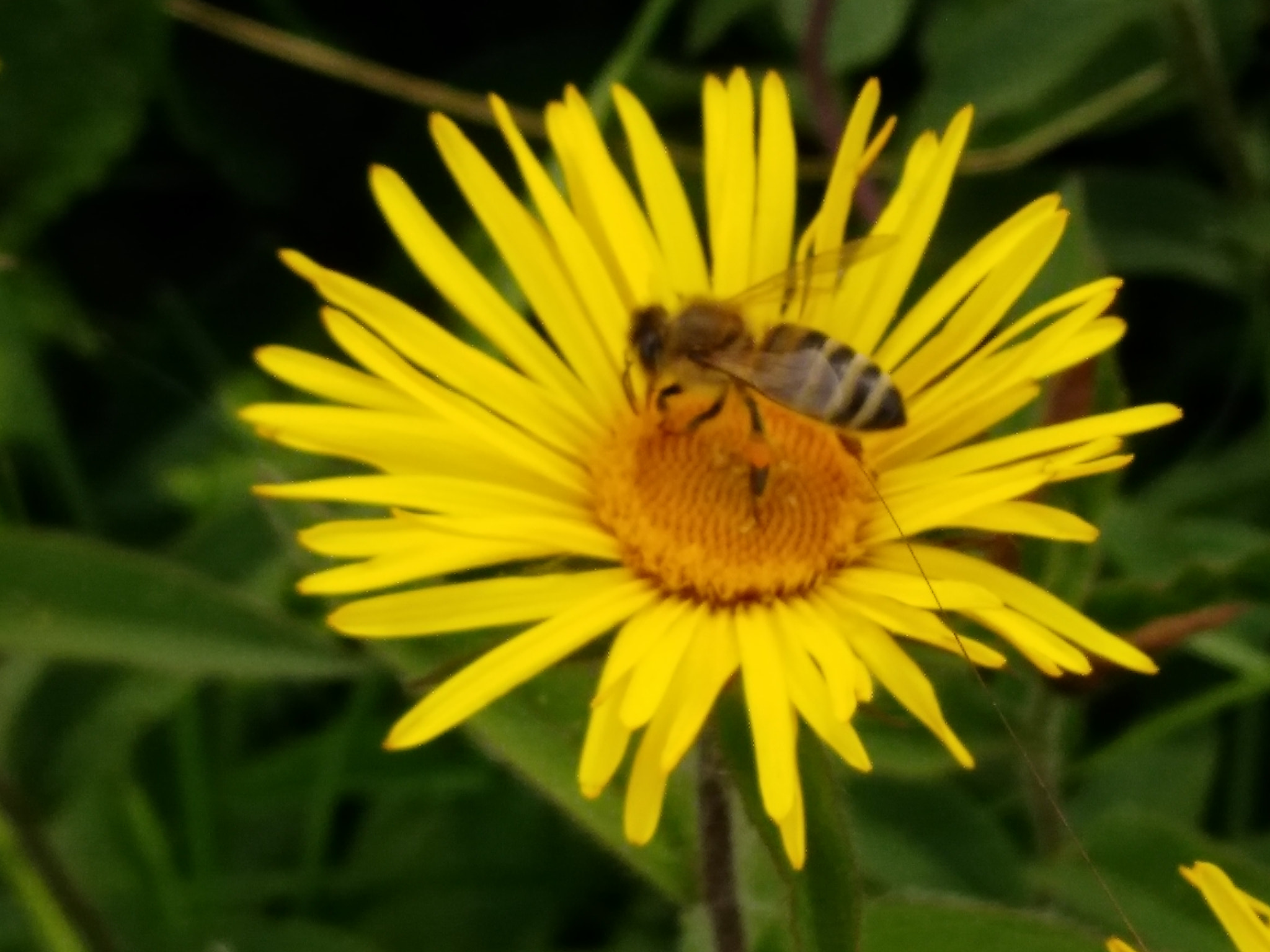 ZTE B2017G sample photo
