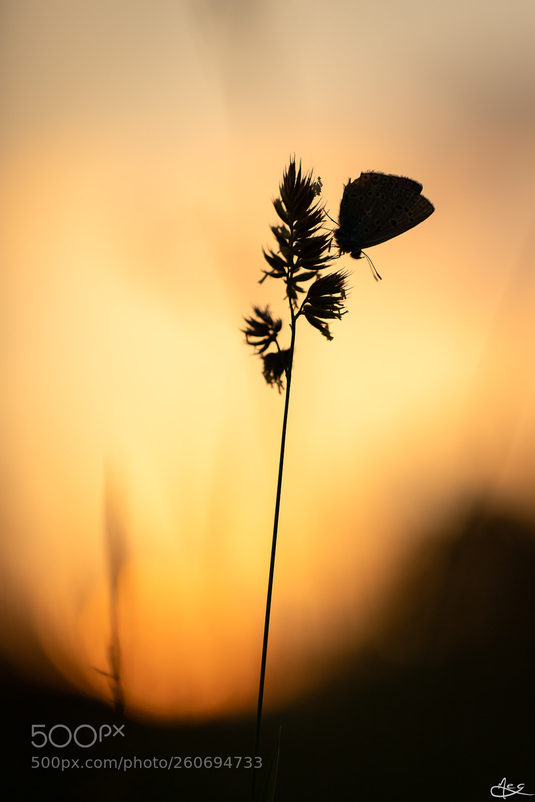 Canon EOS 6D Mark II sample photo. Ombre chinoise photography