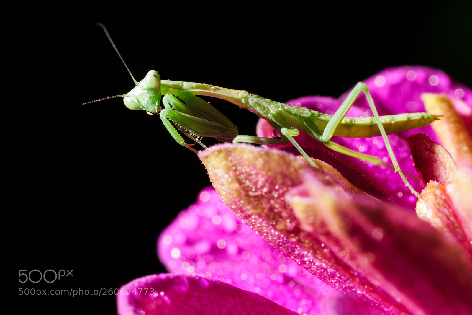 Sony SLT-A77 sample photo. Misted mantis photography