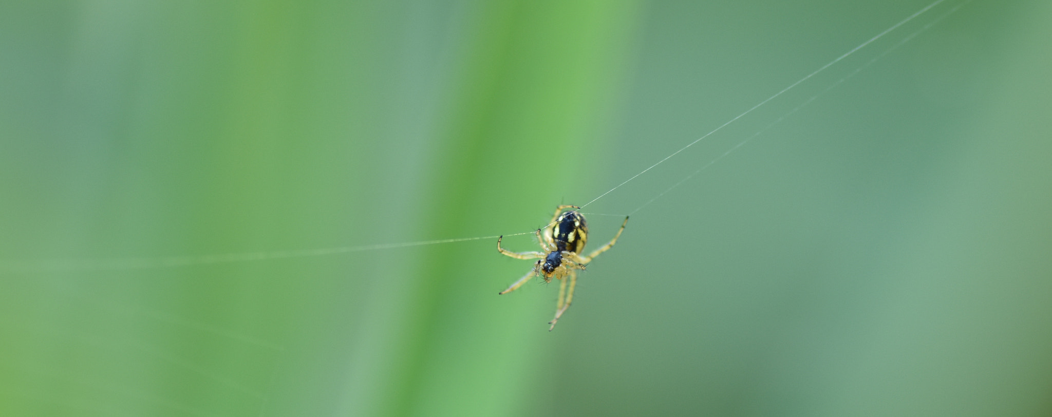 Nikon D5600 sample photo. Sur un fil photography