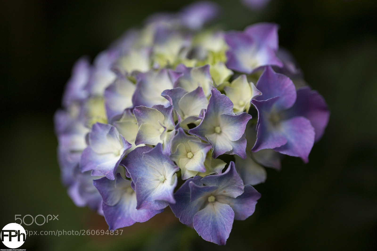 Canon EOS 5D sample photo. Hortensia macrophylla photography
