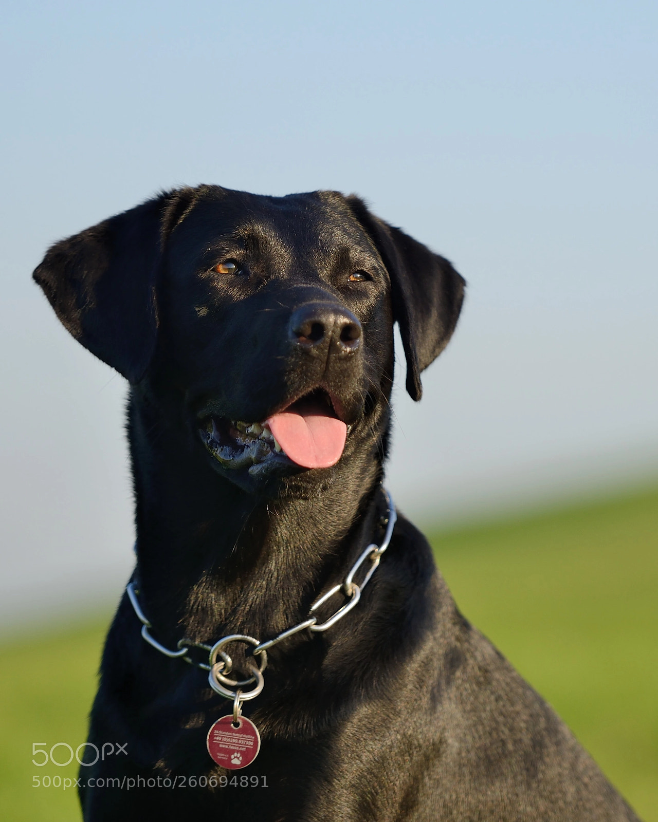 Nikon D800 sample photo. Ava, black labrador retriever  photography