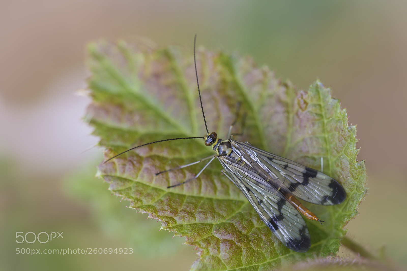 Nikon D610 sample photo. Skorpionsfliege photography