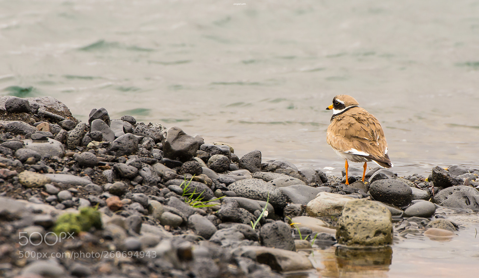 Pentax K-5 sample photo. Grand gravelot pensif photography