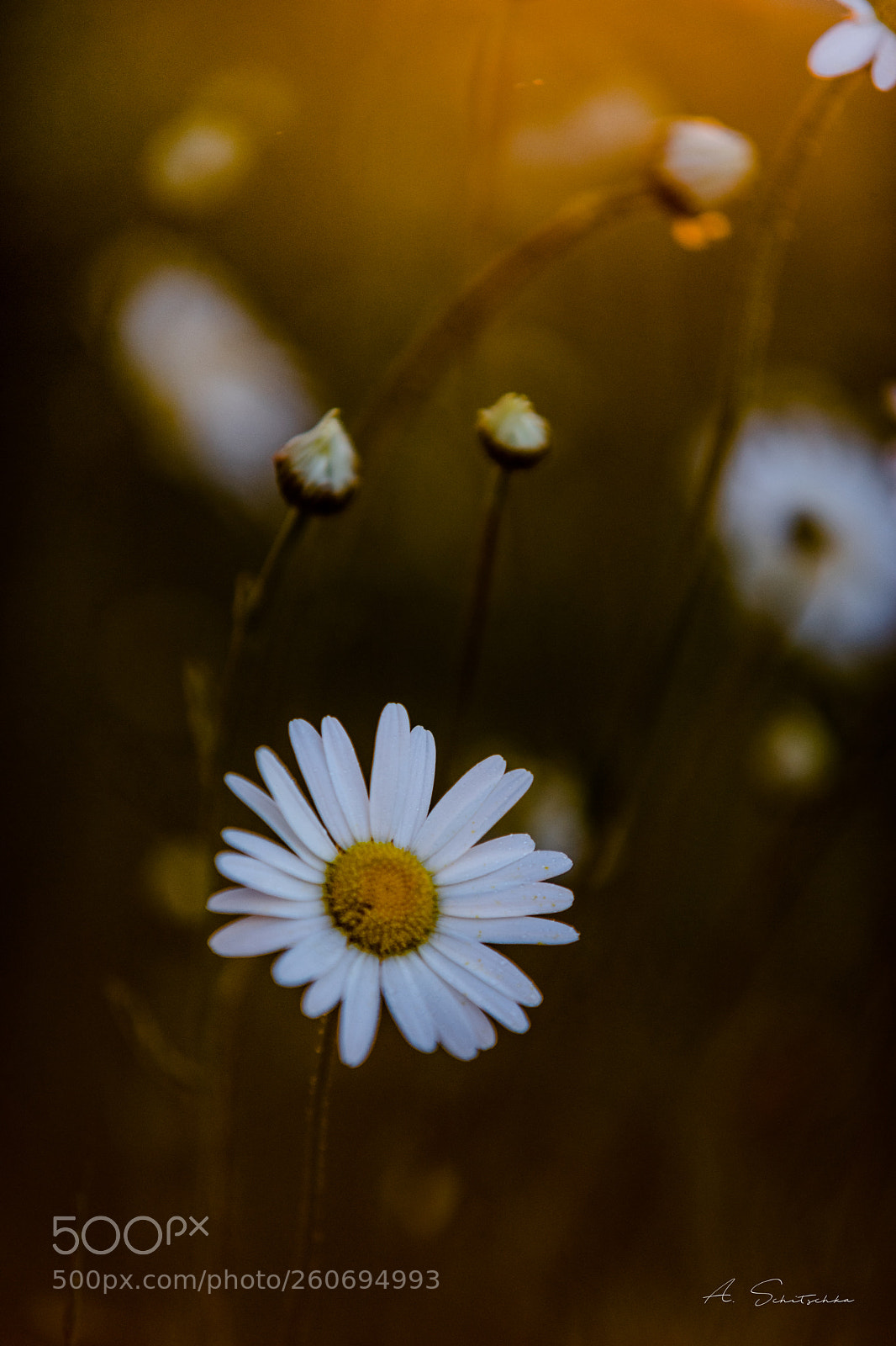 Sony a7 sample photo. Wild flowers photography