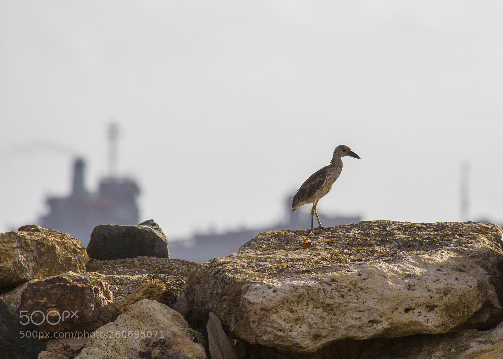 Canon EOS 7D sample photo. Juvenile yellow crowned night photography