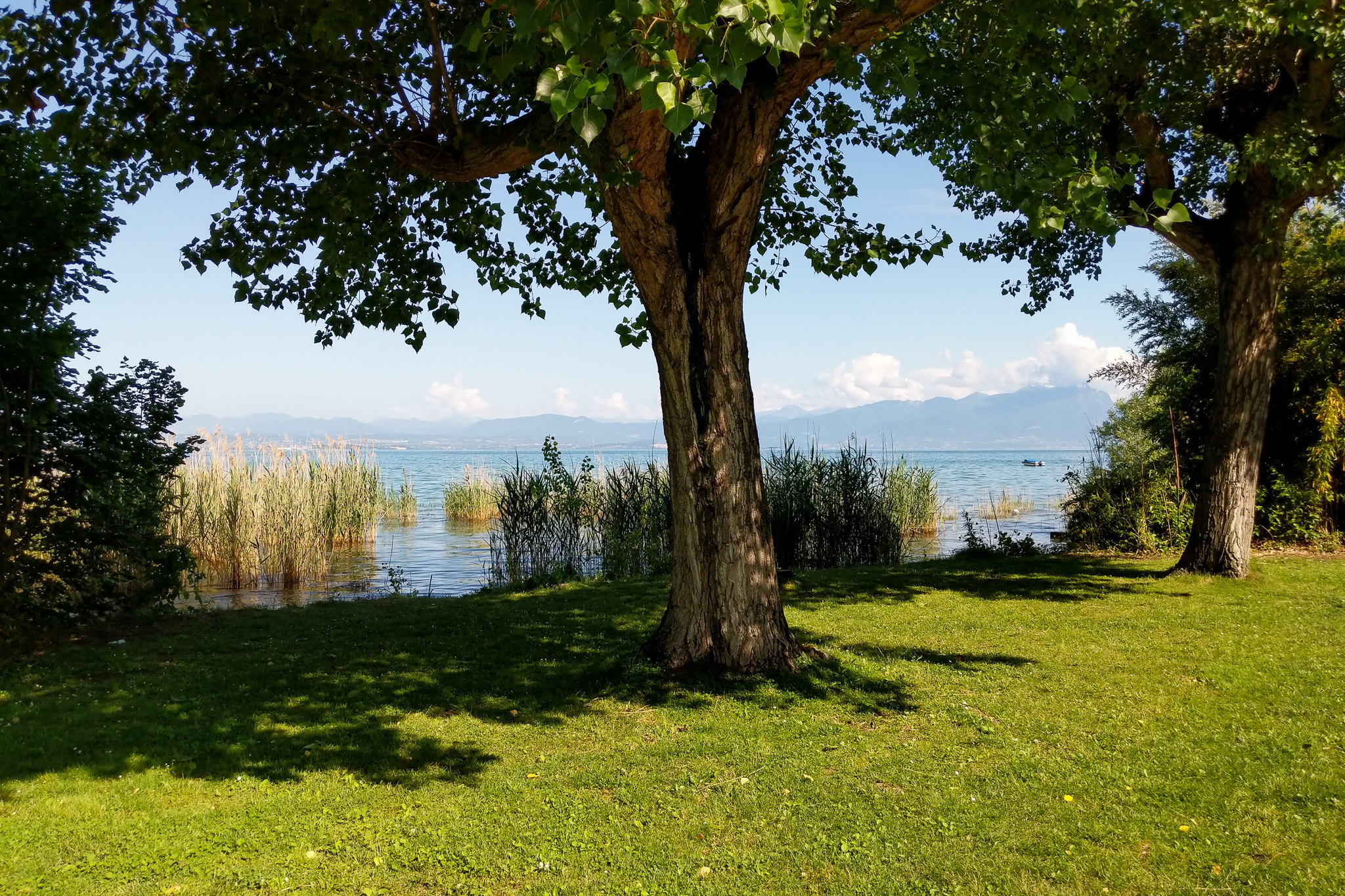 Google Pixel 2 XL sample photo. Sea and tree photography