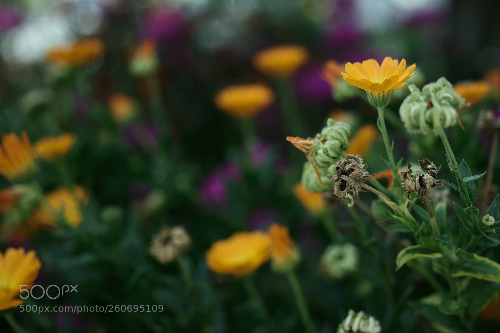 Nikon D7200 sample photo. Untitled photography