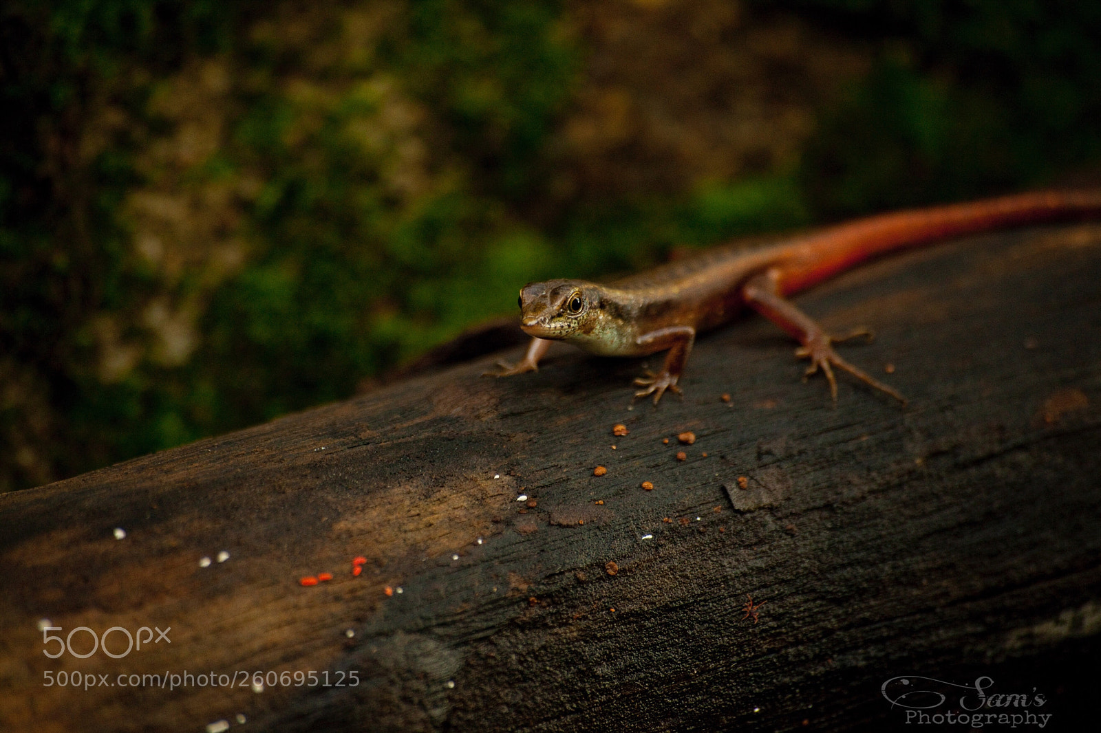 Canon EOS 5D Mark II sample photo. Skink lizard photography