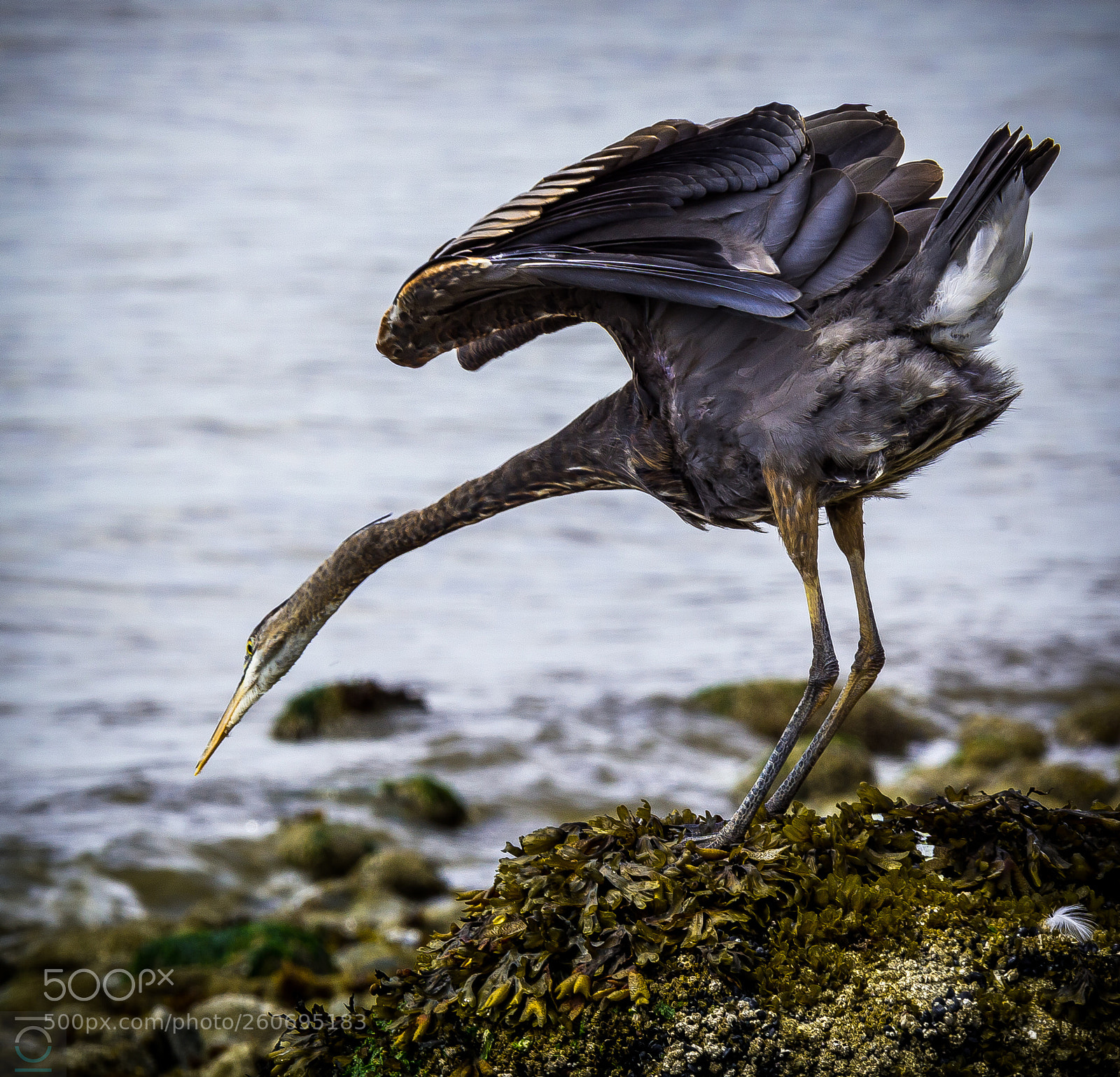 Sony a6000 sample photo. Ruffled feathers photography