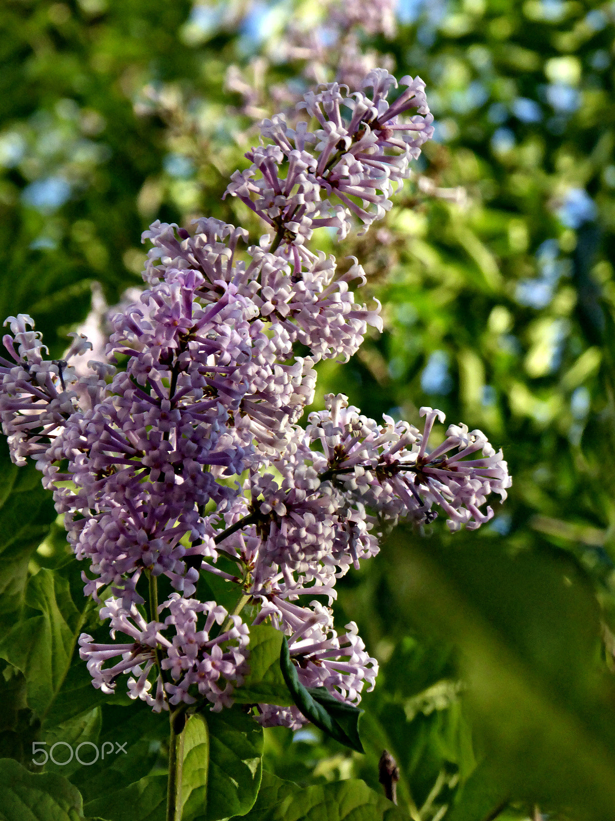 Panasonic Lumix DMC-ZS40 (Lumix DMC-TZ60) sample photo. Lilac on moscow boulevard photography