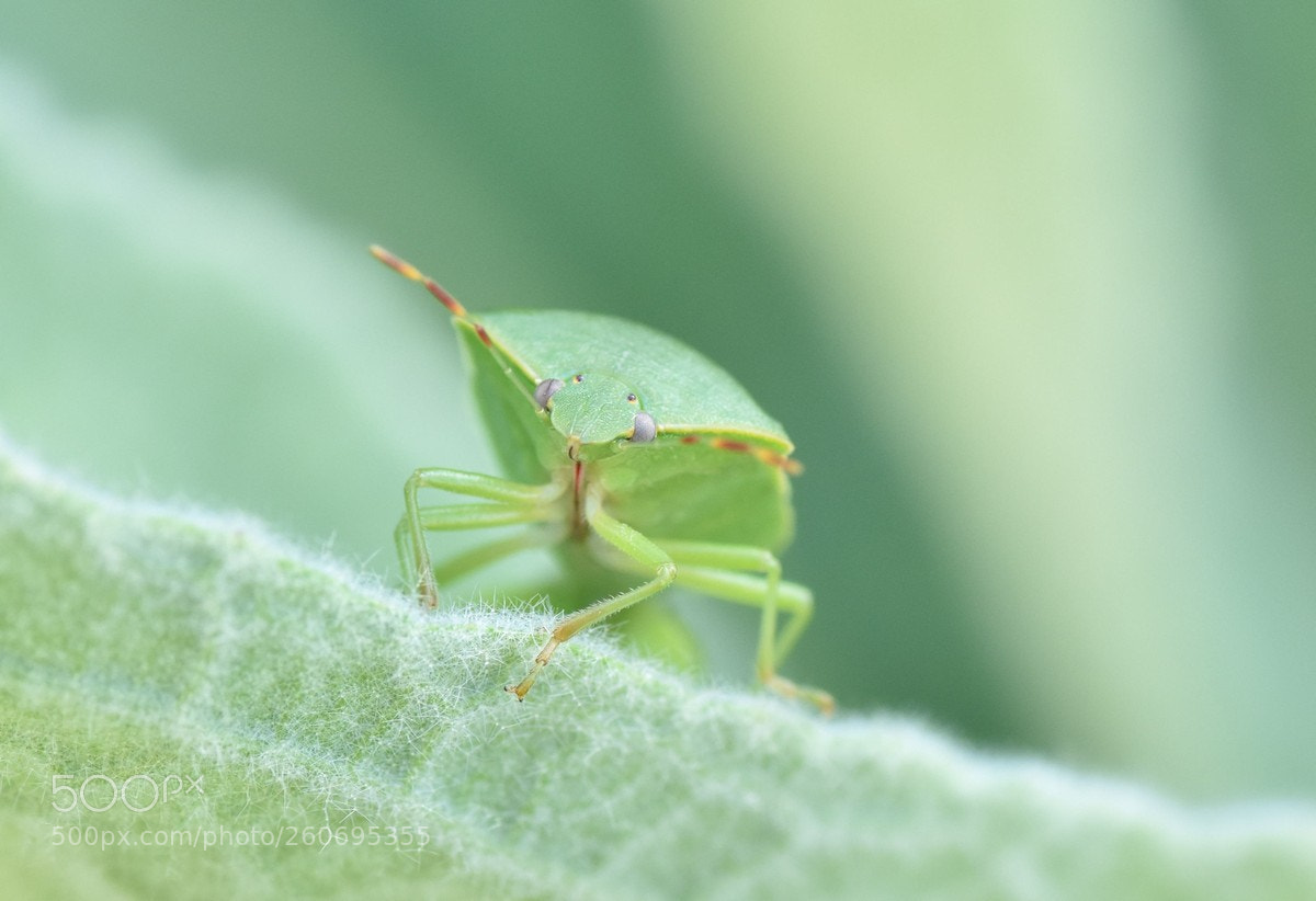 Nikon D5600 sample photo. Punaise photography