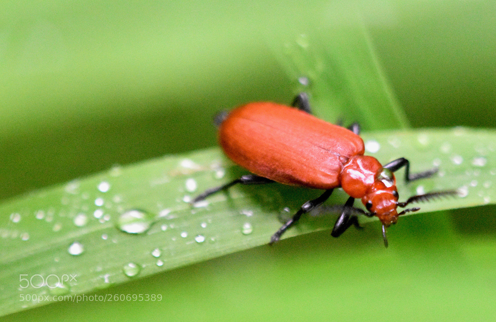 Nikon D5500 sample photo. Cardinal beetle photography