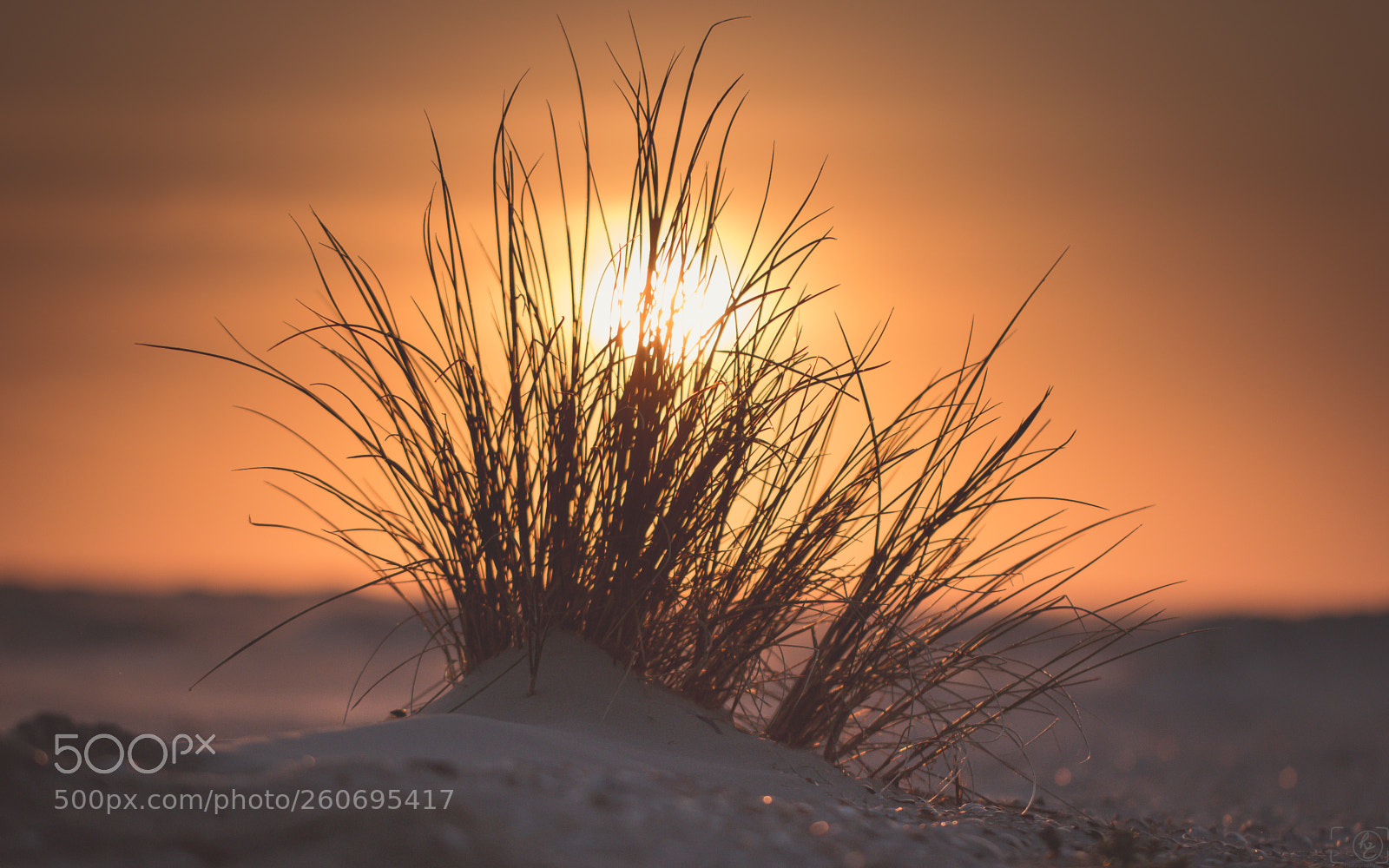 Canon EOS 70D sample photo. Shining grass photography
