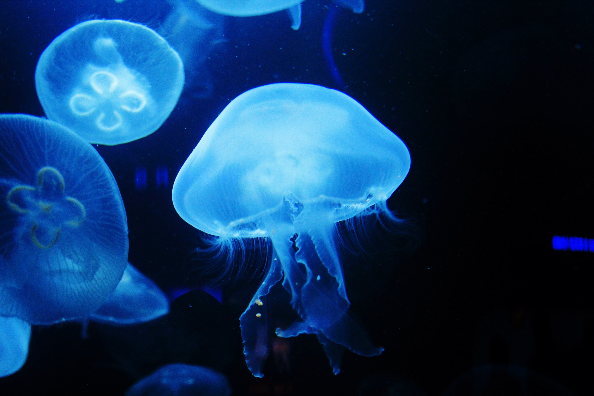 Canon EOS 550D (EOS Rebel T2i / EOS Kiss X4) sample photo. Jelly fish photography