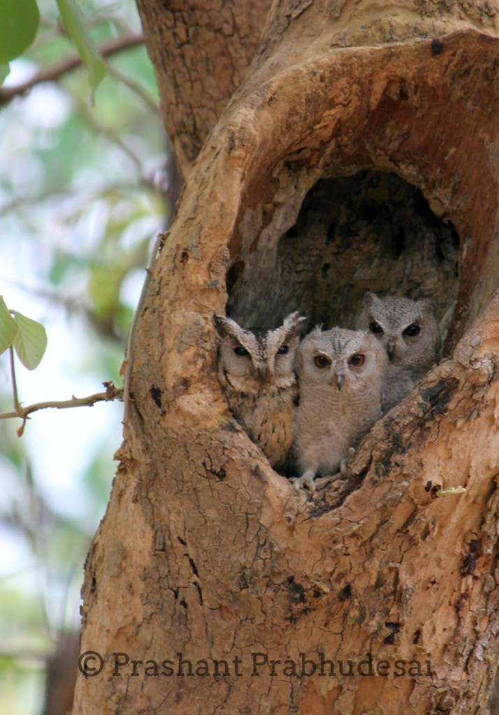 Canon EF-S 55-250mm F4-5.6 IS sample photo. Threesome.. photography