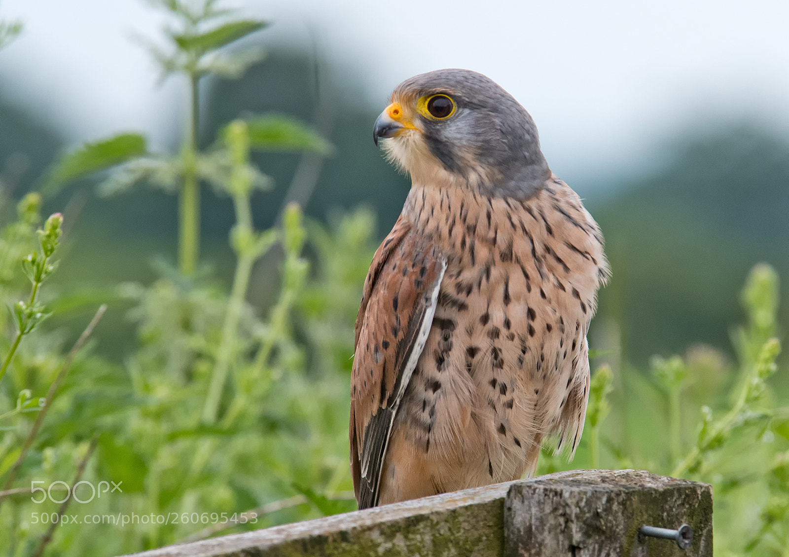 Nikon D500 sample photo. Kestrel photography