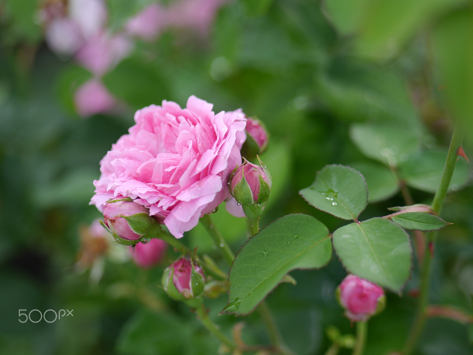 Panasonic Lumix DMC-G5 sample photo. Pink rose photography