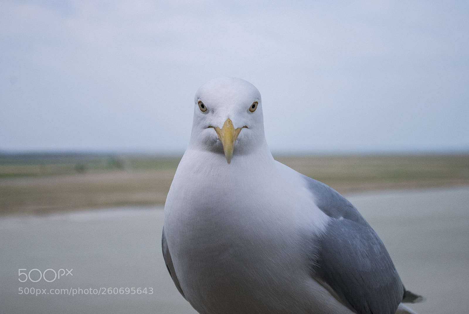 Nikon D60 sample photo. A seagull's glance photography