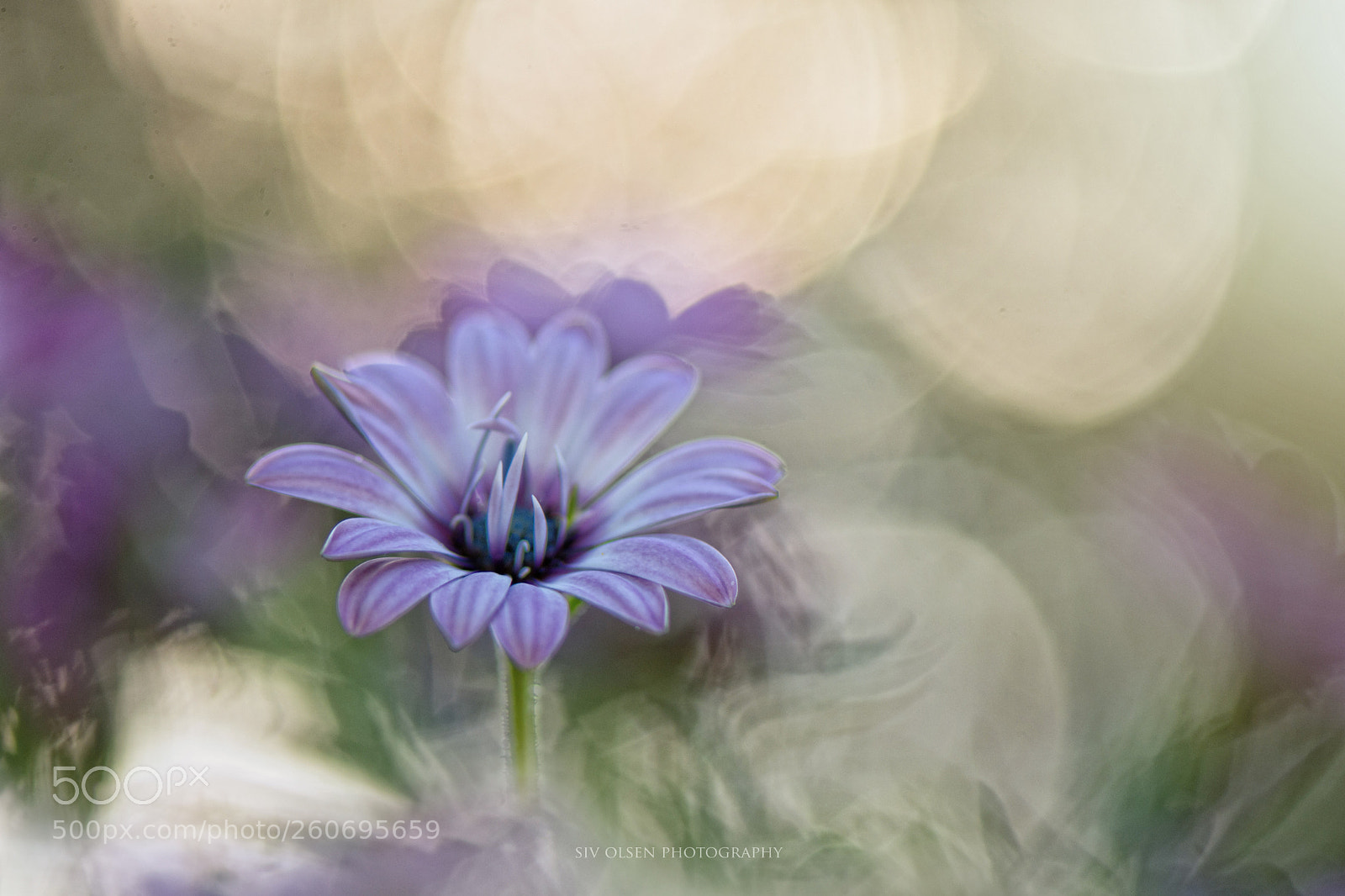 Nikon D7100 sample photo. ~ daisy ~ photography