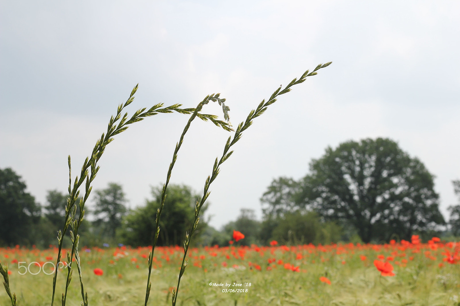 Canon EOS 550D (EOS Rebel T2i / EOS Kiss X4) + Canon EF 50mm F1.8 STM sample photo. A field of poppies photography
