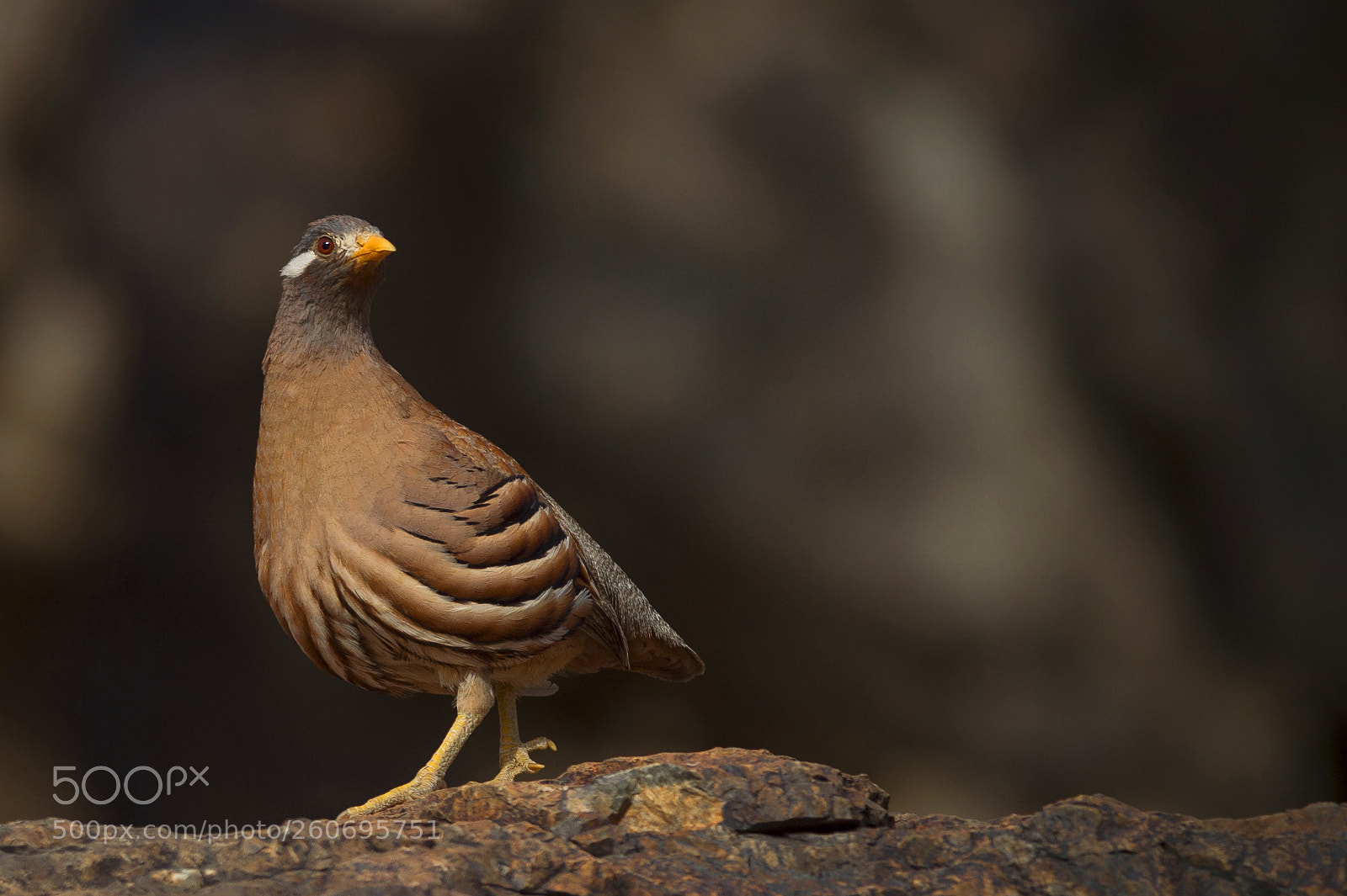 Nikon D4S sample photo. Sand partridge photography
