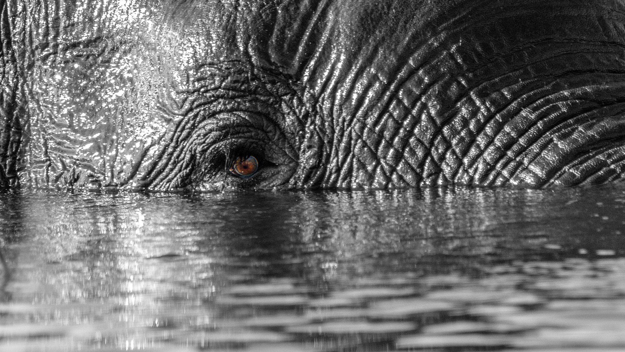 Pentax K-3 II sample photo. Diving elephant photography