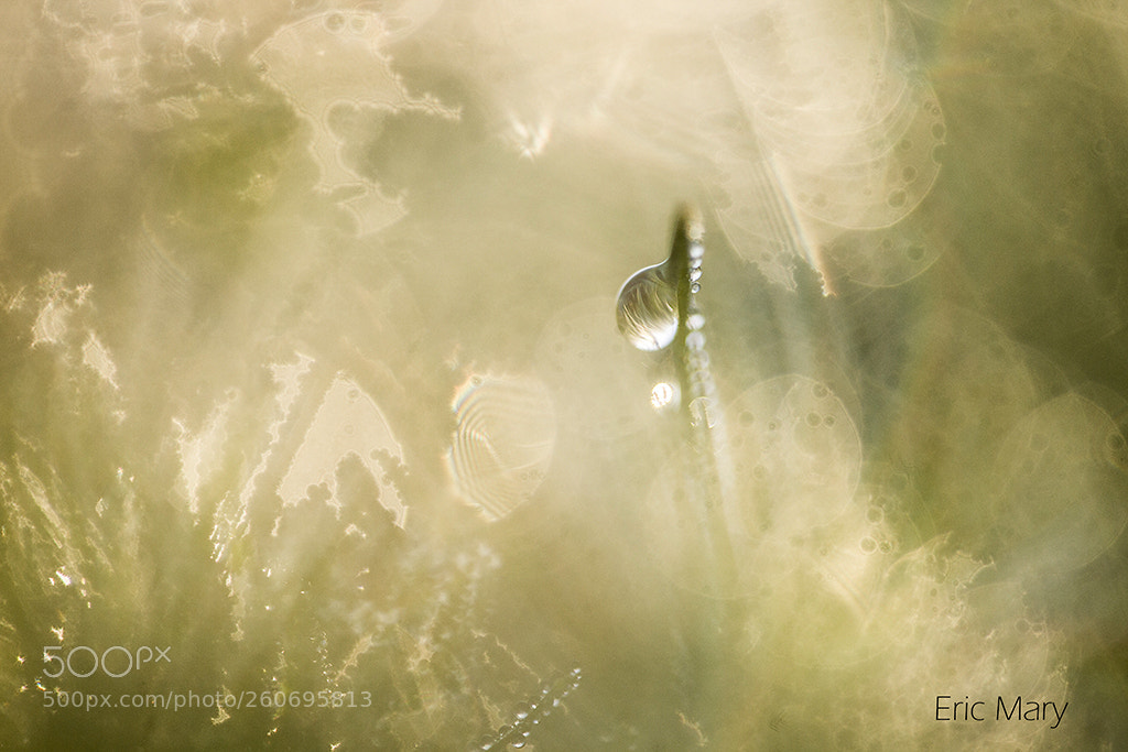Canon EOS 5D Mark II sample photo. Goutte photography