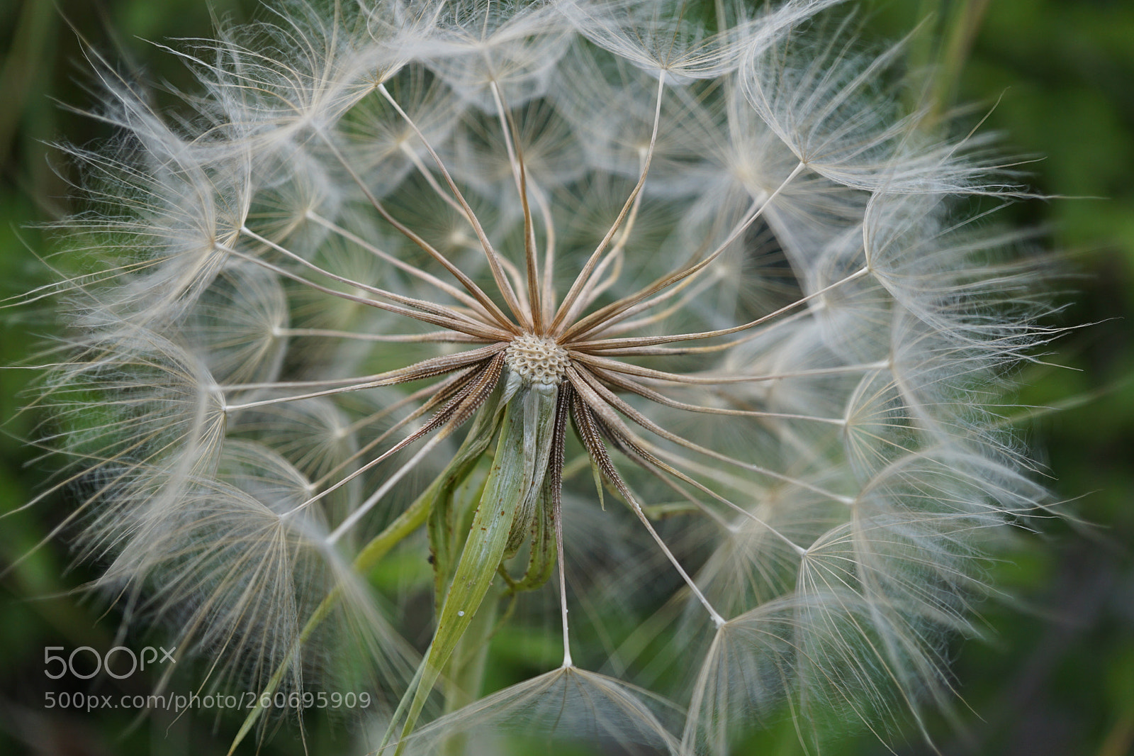 Sony a6000 sample photo. Dandelion photography
