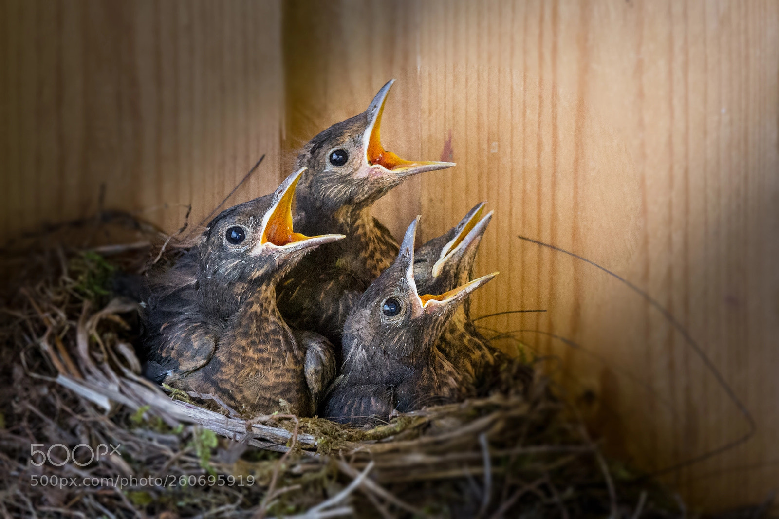 Canon EOS 6D sample photo. Blackbird chicks photography