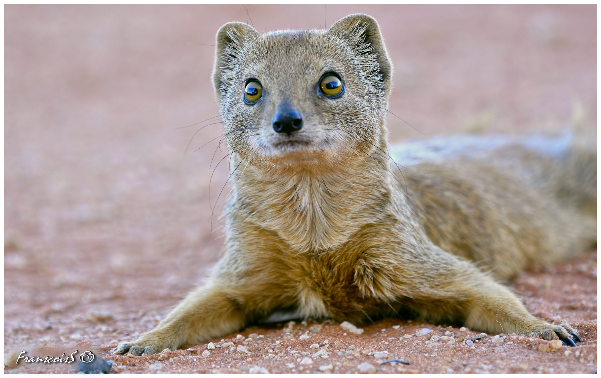 Nikon AF-S Nikkor 200-500mm F5.6E ED VR sample photo. Yellow mongoose photography