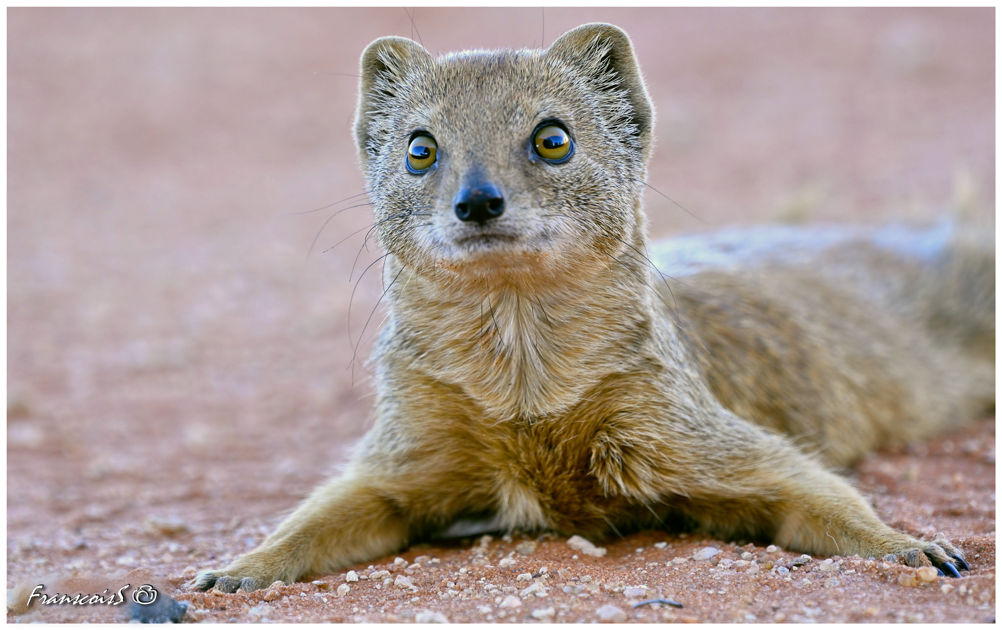 Nikon D7200 + Nikon AF-S Nikkor 200-500mm F5.6E ED VR sample photo. Yellow mongoose photography