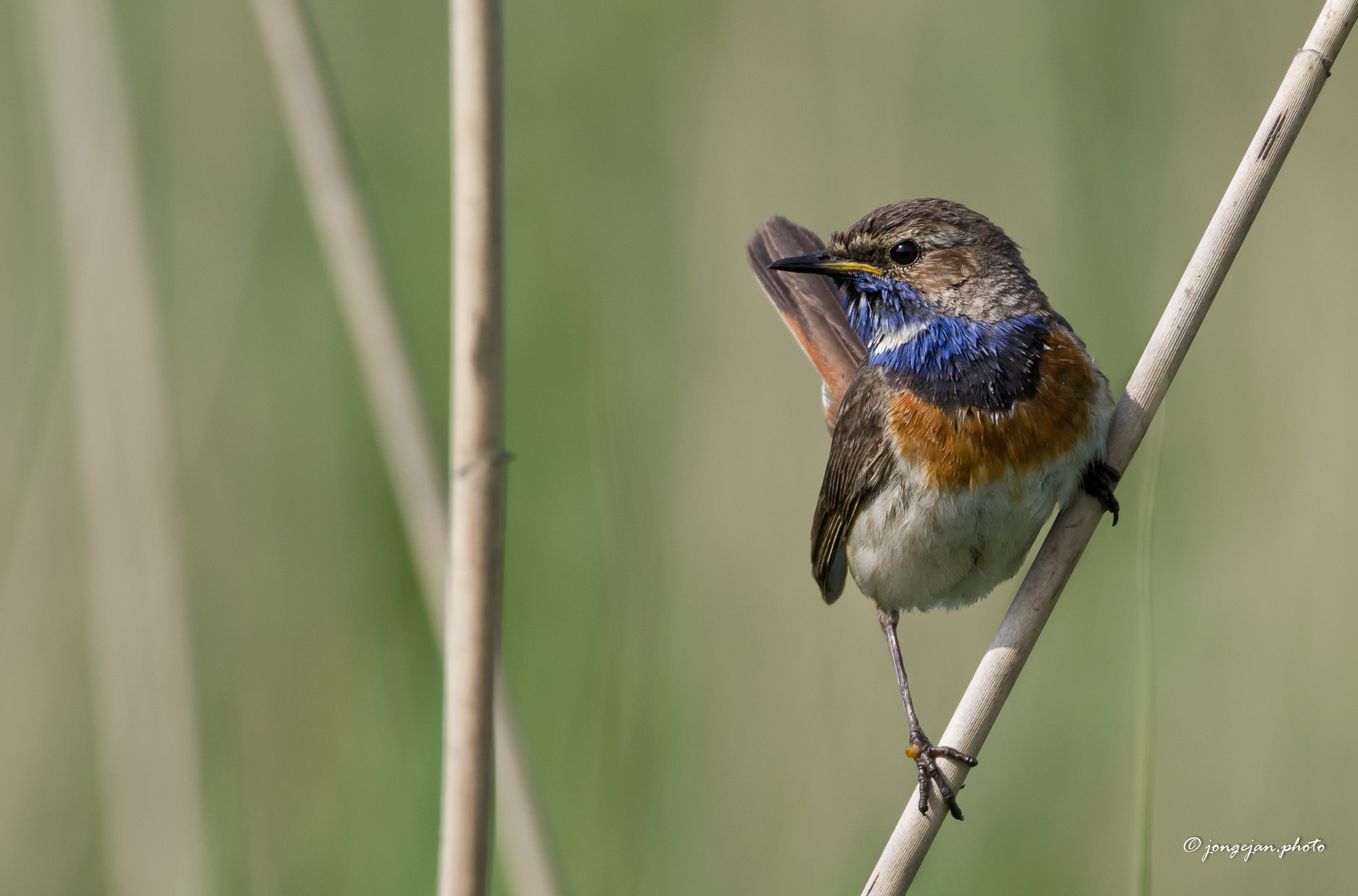 Pentax K-1 Mark II sample photo. Bluethroat photography