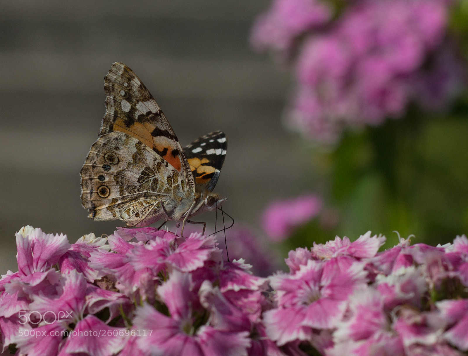 Canon EOS 600D (Rebel EOS T3i / EOS Kiss X5) sample photo. Little butterfly ~ photography