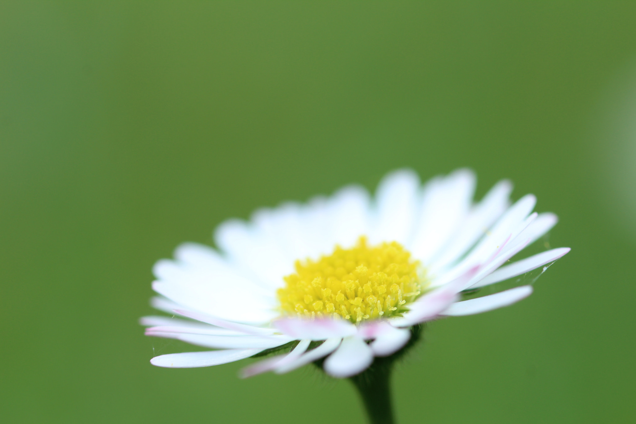 Sigma 105mm F2.8 EX DG OS HSM sample photo. Nature photography
