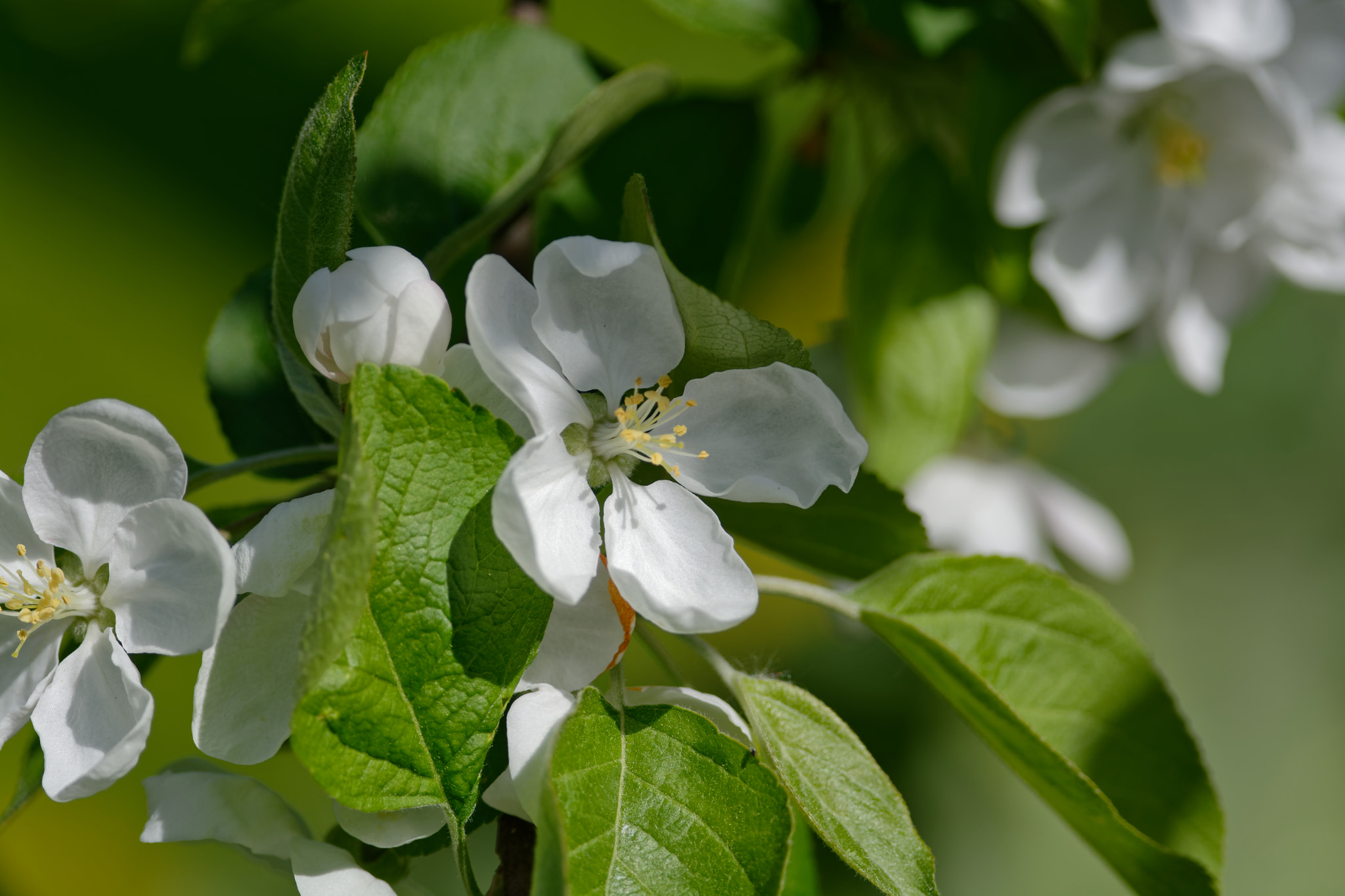 Nikon D7100 sample photo. Apple flowers photography