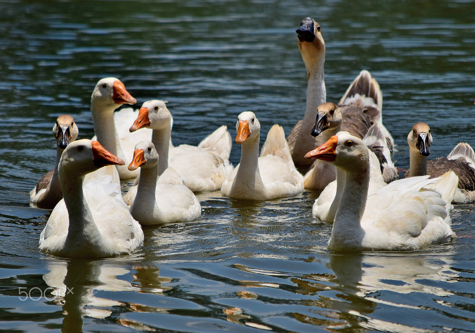 Nikon D5300 sample photo. Floating beauties. photography