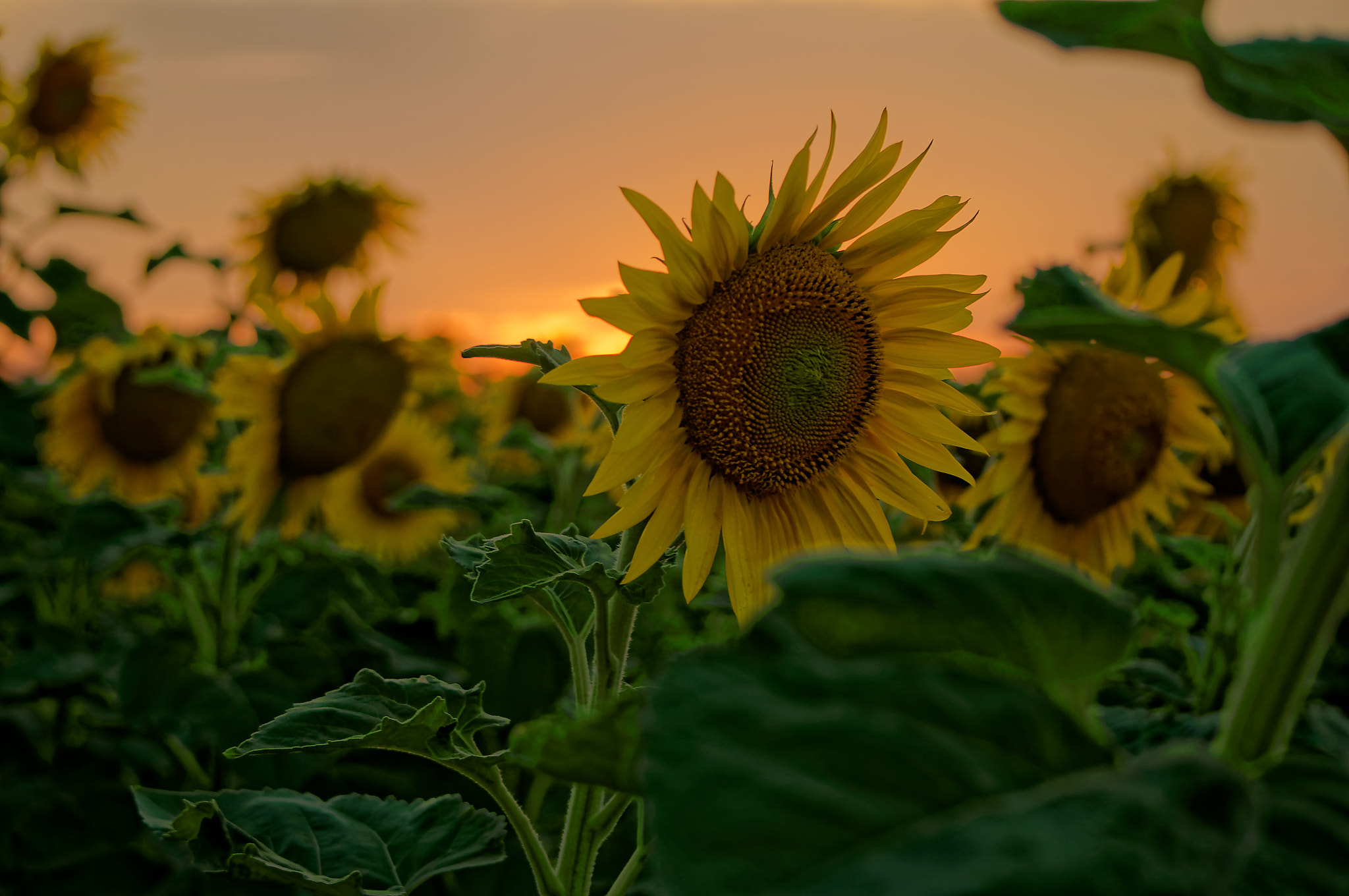 Nikon D90 sample photo. [] vk photography